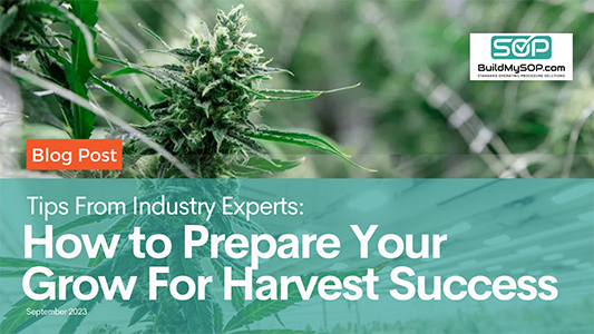 How to Prepare Your Cannabis Grow for Harvest Success