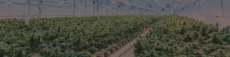 Starting a Cannabis Cultivation Company?<br> We have the tools for you!
